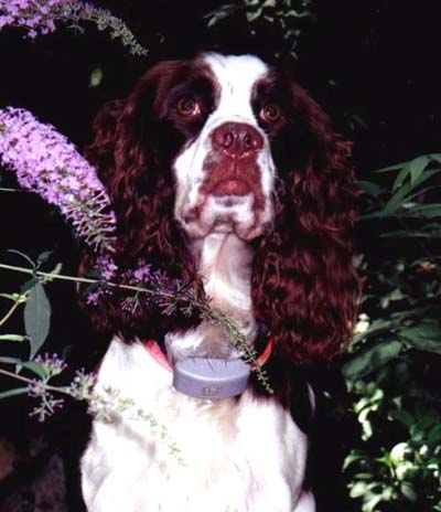 Bailey