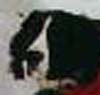 Barney
