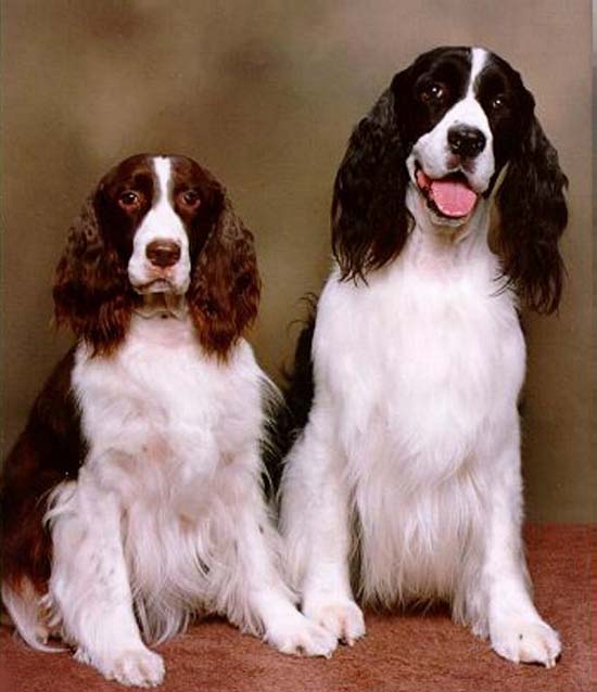Abby and Oreo