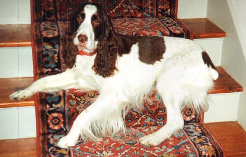 Deacon