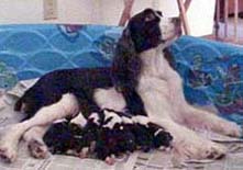 Lacy and her Puppies