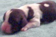 Puppy