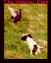 Spaniel Ring