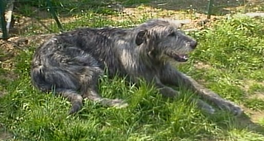 Gairich, resting under Easter's sunshine