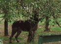 Ahh, they left an apple..