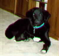 BUBBA