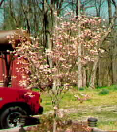Dogwood Tree