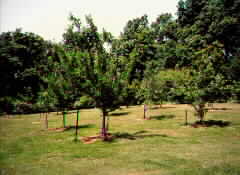 ORCHARD