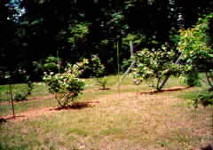 GRAPES