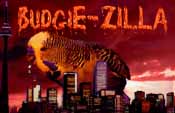 See Budgie-ZILLA!