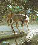 Deer on the Laurel Falls Trail - GSMNP