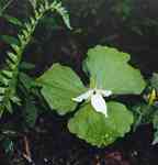 A White Erect Trillium