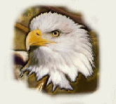 Eagle Winking