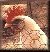 go to henhouse pecks: