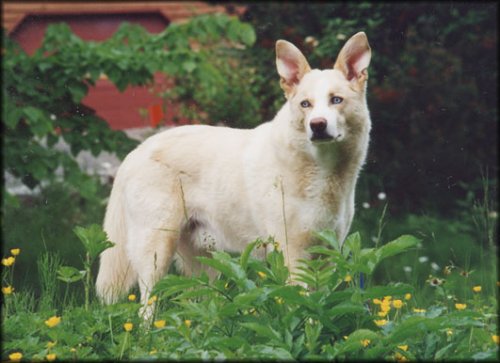 photo of Poobah looking grandiose