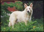 go to large photo of grandiose Poobah