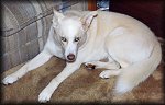 go to large photo of Poobah giving 'the look'