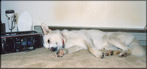 photo of Poobah listening to Bocelli?