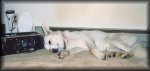go to large photo of Poobah listening to music