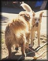 go to large photo of Poobah and Pepper