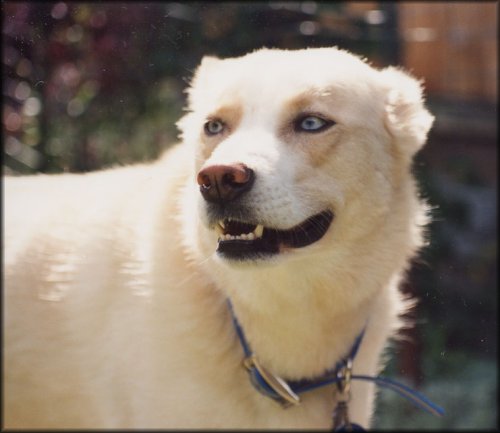 profile photo of Poobah