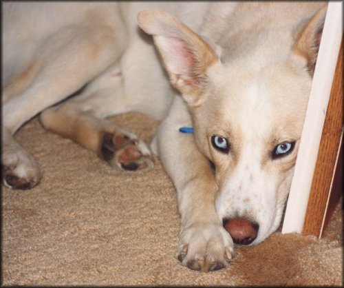 photo of Poobah resting