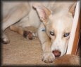 go to large photo of Poobah resting
