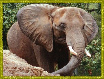 elephant