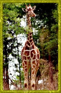 giraffe