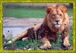 lion