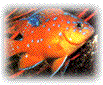 changing fish