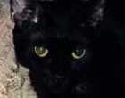 Mephistopheles