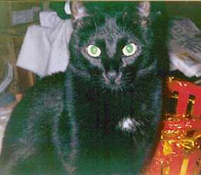 Tabitha