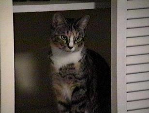 Vetiver in the closet