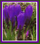 crocus