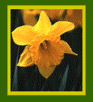 daffodil