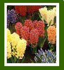 hyacinth