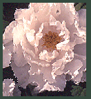 peony