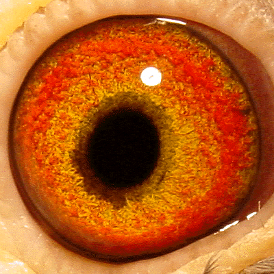 Eye: 00-2199B Hen