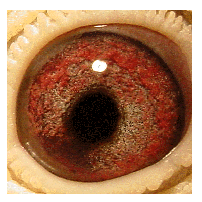 Eye: 01-643BC Hen