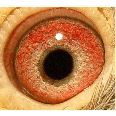 Eye: 01-670B Hen
