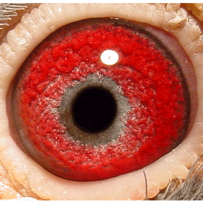 Eye: 02-3817BC Cock
