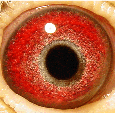 Eye: 02-745DCWF Cock