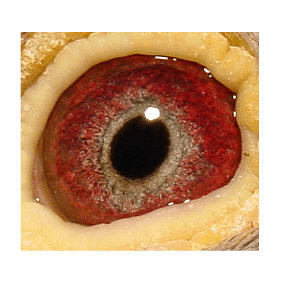 Eye: 92-393B Cock