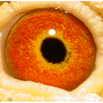 Eye: 94-0053LC Cock