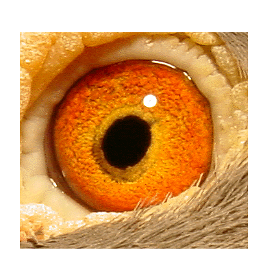 Eye: 95-3013B Cock