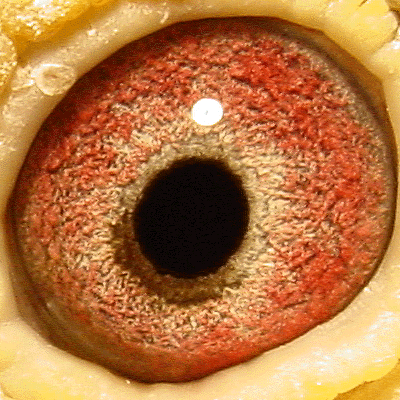 Eye: 95-486BWFT Cock