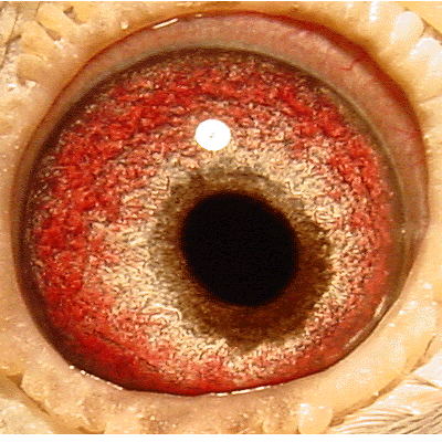 Eye: 96-2220B1WF Hen