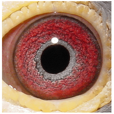 Eye: 96-5016B Cock