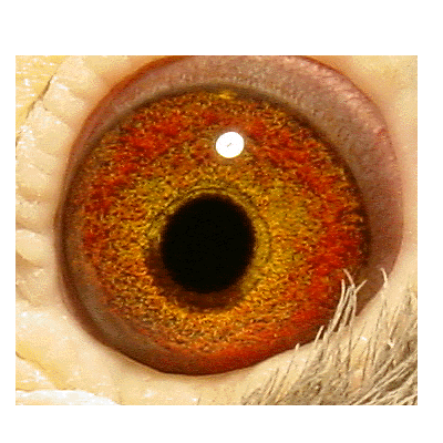Eye: 97-019BC Hen